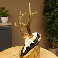 Capriolo Grandi Cervi Bock