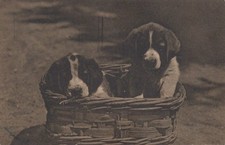 CARTOLINA  TEMATICA ANIMALI GATTI CANI CAVALLI ORSI LEONI MAIALI VIAGGIATA 1921