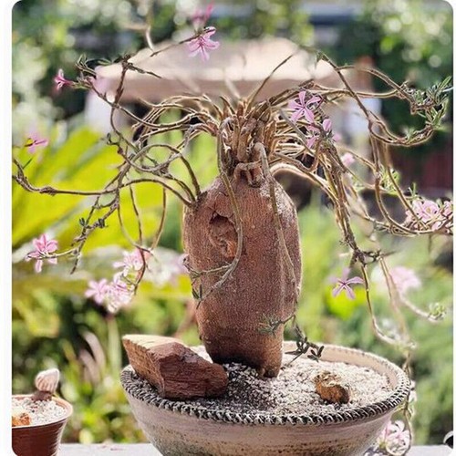 Pachypodium succulentum