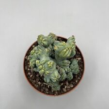 Myrtillocactus geometrizans f.crestata Corallo  ,  Vaso 10 Cm, Design