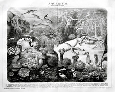 1894. Antique Woodcut