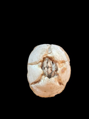 Sea shell chelonibia - sea,