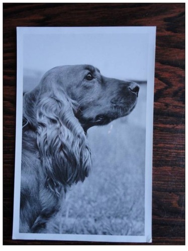 Photo animaux chien race - photo,
