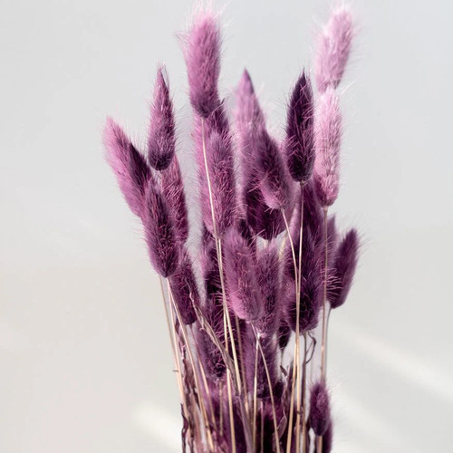 Lagurus essiccato viola