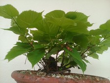 Bonsai ceppaia tiglio con vaso - tiglio,