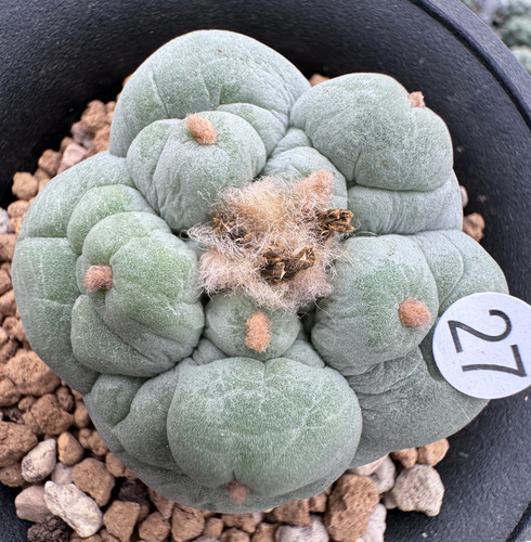 Vendita raro cactus - 5,7, cm