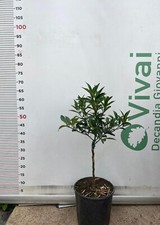 PIANTA DI KUMQUAT IN VASO  20