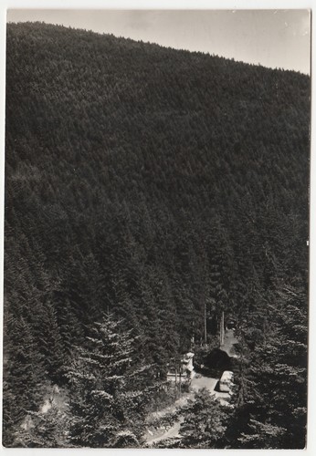 Campigna forli la - forli', foresta