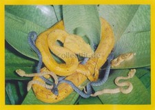 Panini National Geographic -