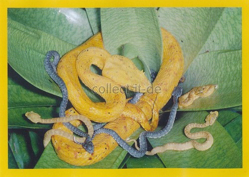 Panini national geographic - national,