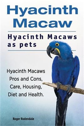 Hyacinth macaw - macaw.,