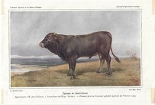 Stampa antica TORO razza