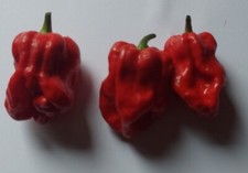 20 semi di Peperoncino