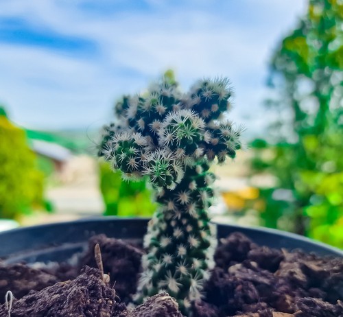 Mammillaria gracilis hybr - mammillaria, gracilis-hybr
