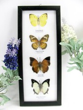 4 farfalle vere, imbottite