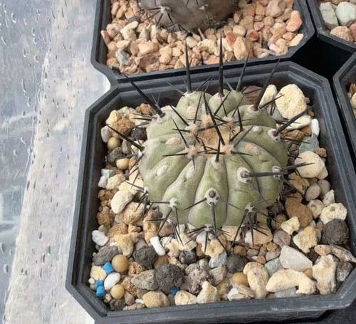 Copiapoa columna alba - copiapoa, columna-alba