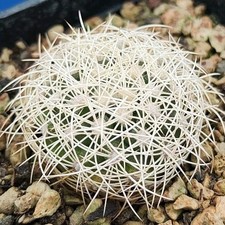 Discocactus araneispinus POT 6 CM On its own root RARE!!!!