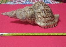 Conchiglia Tromba di Tritone  lunghezza 25cm in perfette condizioni