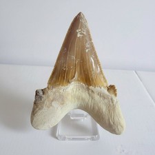 Grande fossile dente - di,