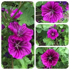 Malva mauritana Malva