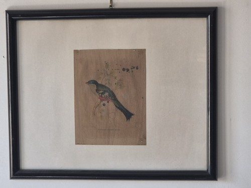 Stampa vintage trogon - vintage, “trogon