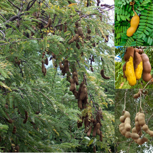 Siyambala tamarindo albero - tamarindo,