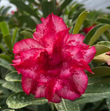 CRIMSON ADENIUM OBESUM, PIANTA