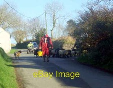 Photo 6x4 Sheep have priority