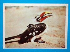 Figurina Panini-ANIMALI DI TUTTO IL MONDO 1965-n.260-BUCERO-rec