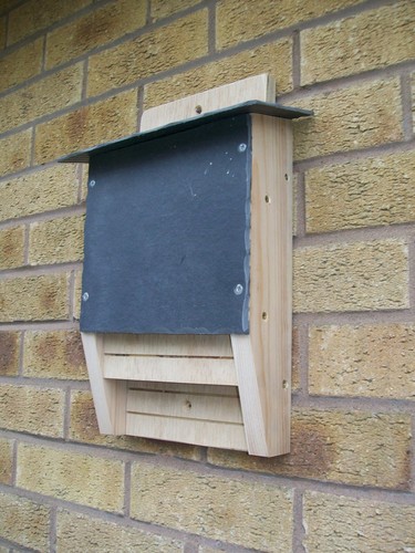 Nido pipistrelli legno - nido,