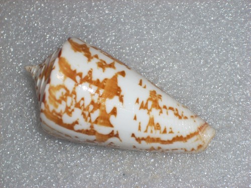 Conus amadis very big - conus,
