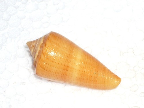 Conus furvus fantastic - furvus,