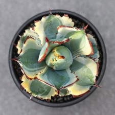 Agave Isthmensis variegata