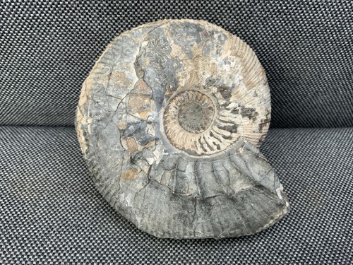 Kepplerites fossil ammonite - kepplerites,