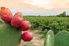 10 Pale Fico D’india Tale