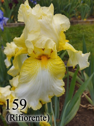 Rizoma iris germanica - 1,