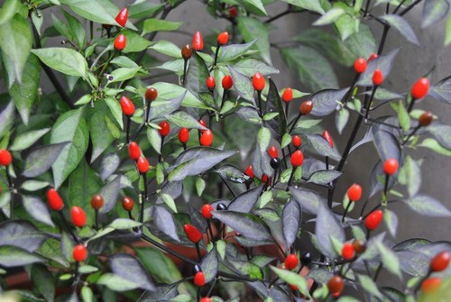 Peperoncino violetta purple - -, "purple