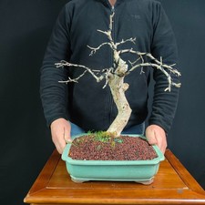PRE BONSAI  DI MELOGRANO