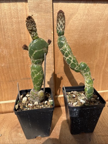 Opuntia reticulata zebrina - opuntia,