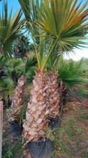  Palma Washingtonia - Altezza Totale 3 mt - Tronco 100/140 cm - Pianta Vera
