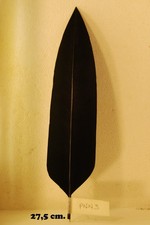 PENNA PER CAPPELLO ALPINO NERA