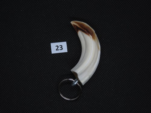 Wild boar tusk pendant no - boar, (no