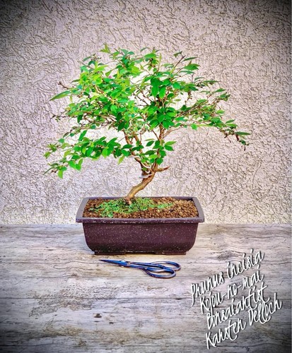 Prunus incisia kojou - incisia, "kojou-no-mai"