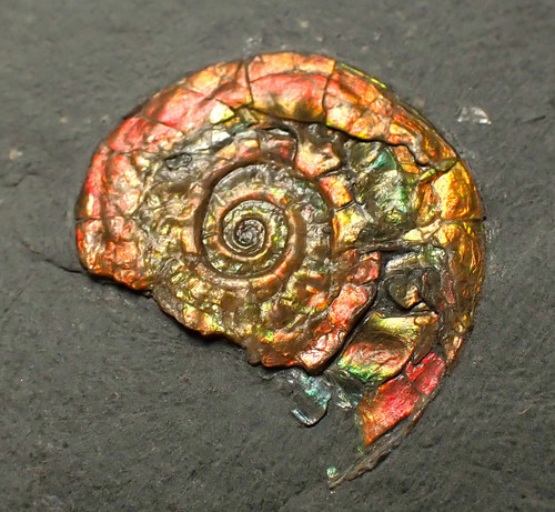 Juvenile iridescent caloceras - juvenile,
