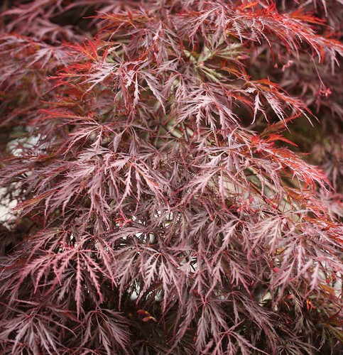 Fessura rosso scuro fessura