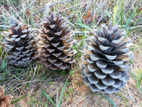 Pigne grandi lunghe naturali - pigne,