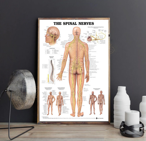 Poster nervi spinali guida - poster, i