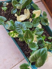  Alocasia Macrorrhiza Variegata 1 rizoma