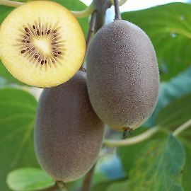 Kiwi arguta autofertile - kiwi,