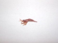 VINTAGE/VINTAGE PRAWN FOR